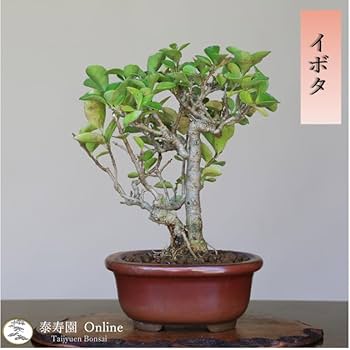 Amazon.co.jp: イボタ ミニ盆栽【泰寿園 Online】 : DIY・工具